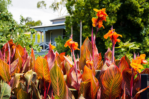 Alphington garden-006