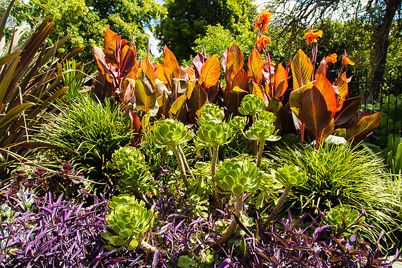 Alphington garden-007