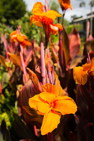 Alphington garden-012