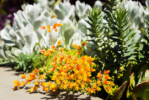 Alphington garden-015