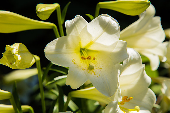Alphington garden-064