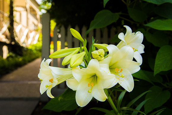 Alphington garden-071