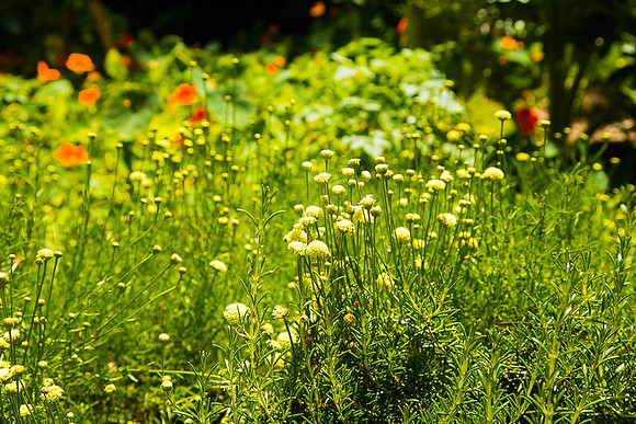 Alphington garden-113